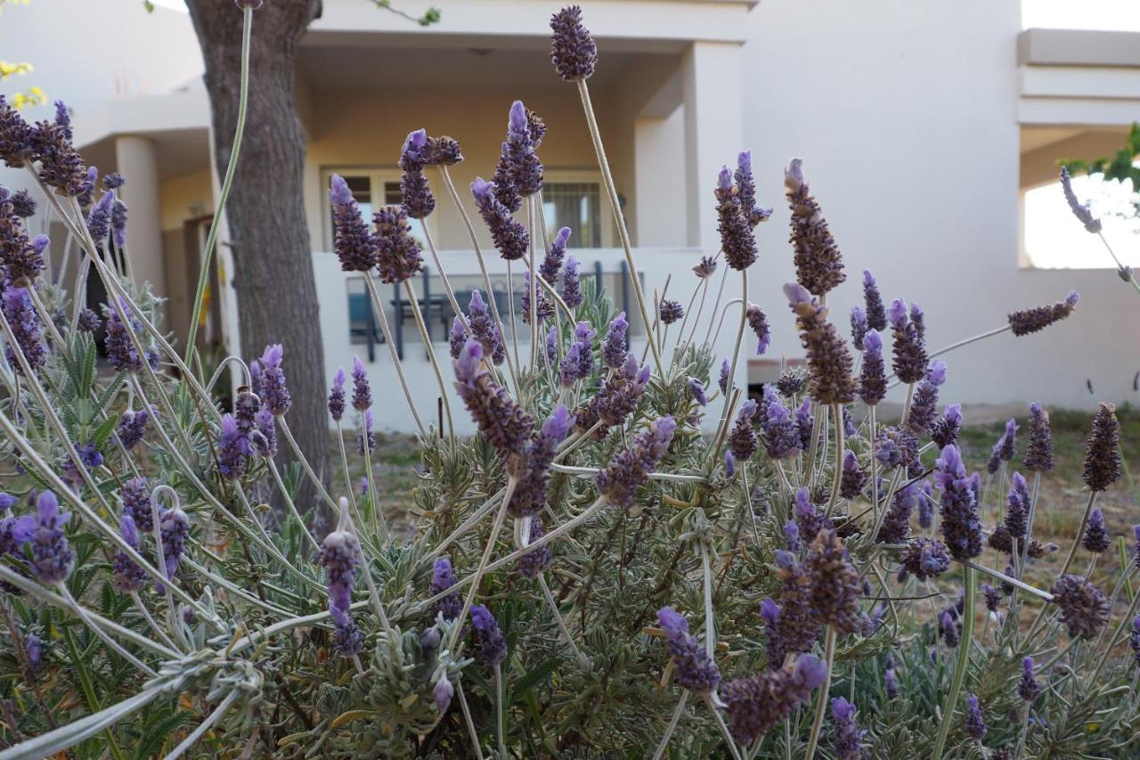 Olive House Villa Malia  Luaran gambar